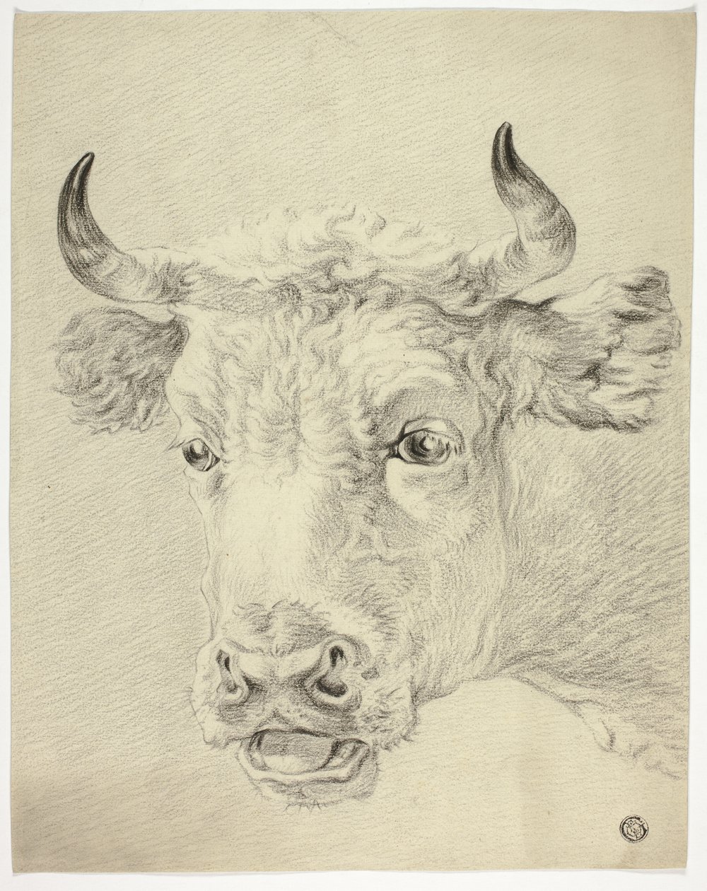 Head of Cow by Paulus Potter