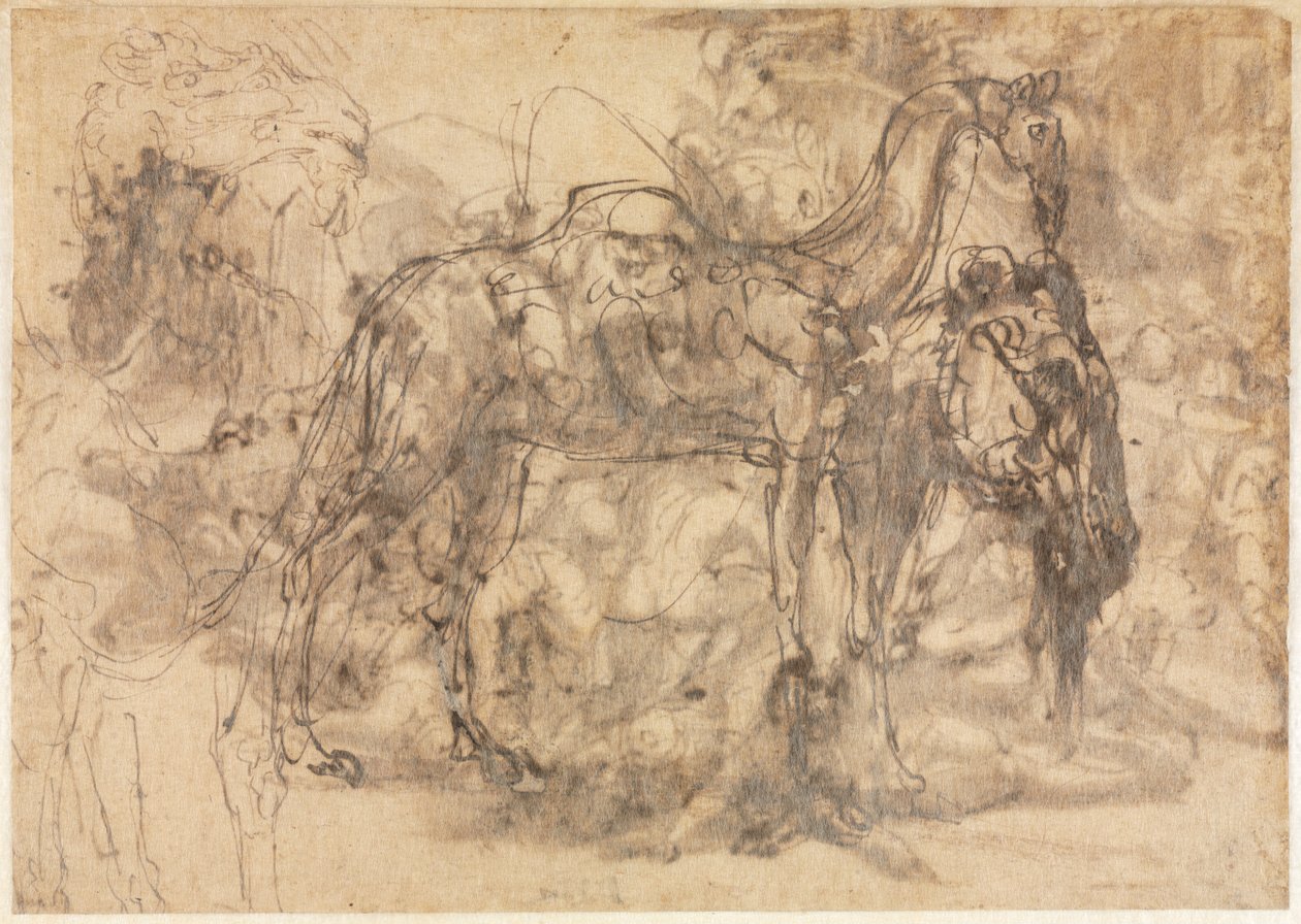 Sketches of Animals verso by Perino del Vaga