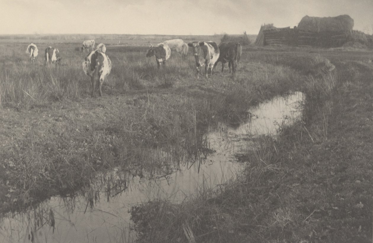Cattle on the Marshes by Peter Henry Emerson