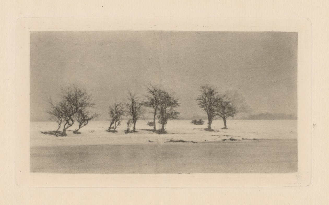 Gnarled Thorn Trees by Peter Henry Emerson