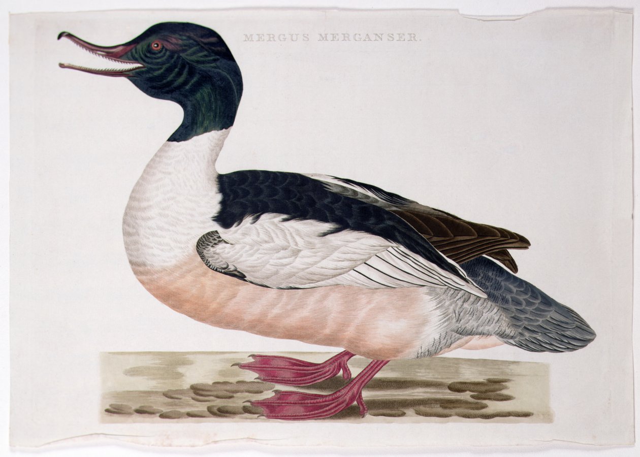 Common Merganser by Peter Mazell