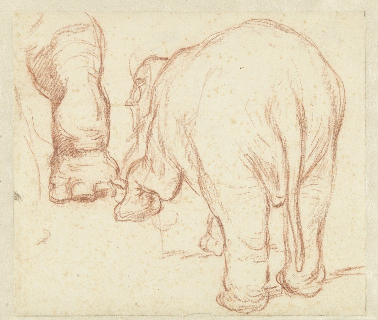 Standing Elephant from Behind and a Foot by Petrus Camper