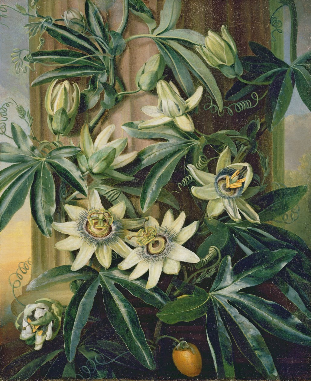 Blue Passion Flower for the 