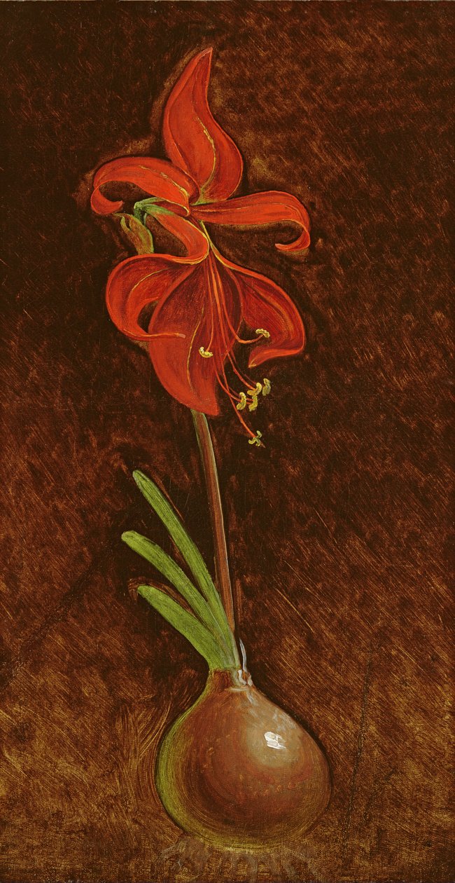 Amaryllis Formosissima by Philipp Otto Runge