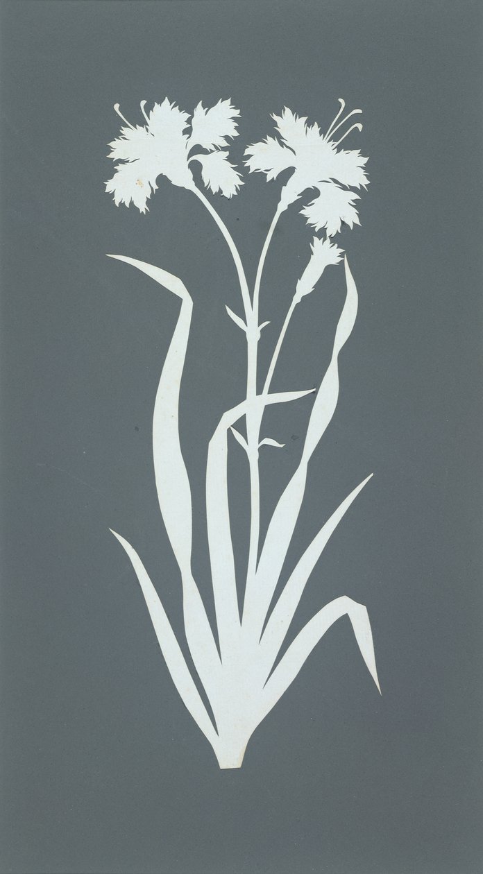 Carnation by Philipp Otto Runge