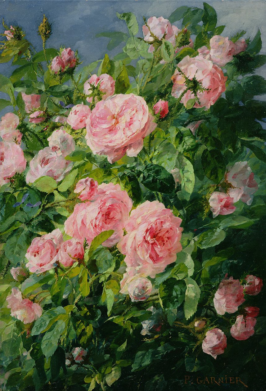 Pink Roses by Pierre Garnier