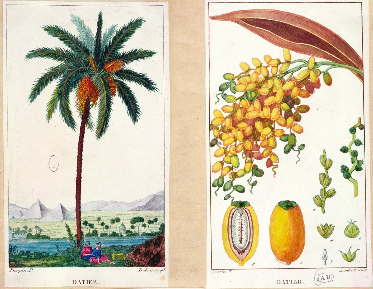 Date tree and fruit, early nineteenth century by Pierre Jean Francois Turpin