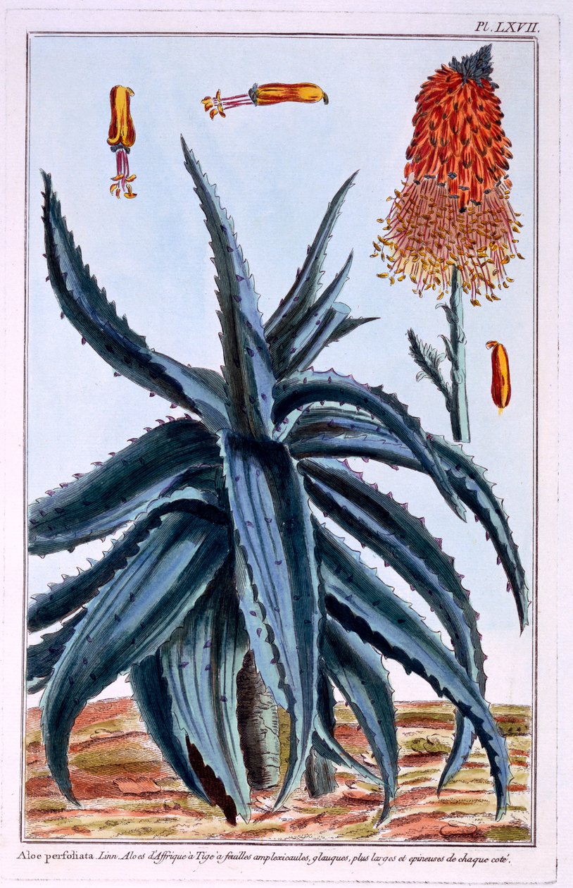 Aloe, illustration from 