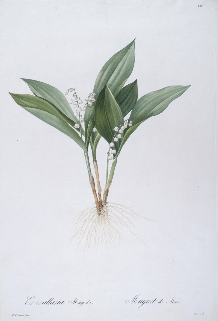 Convallaria majalis (Lily of the Valley) by Pierre Joseph Redouté