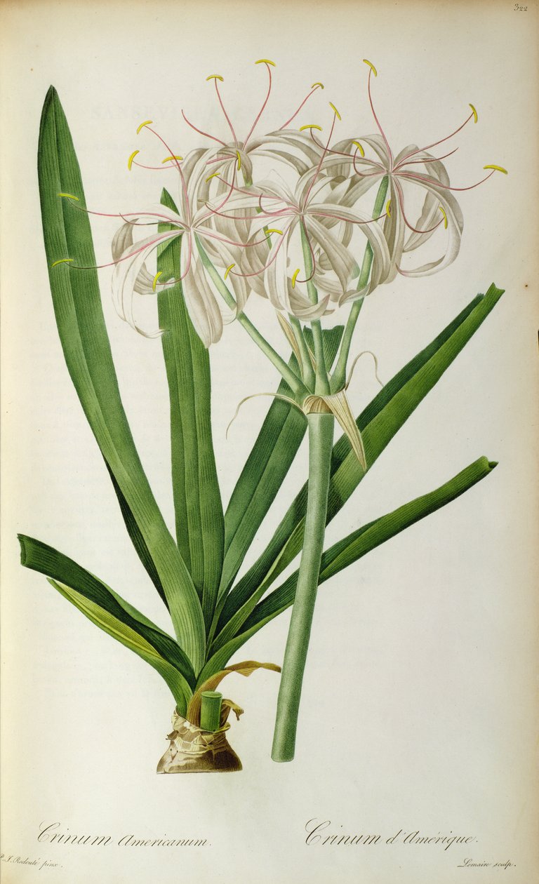 Crinum Americanum, from 
