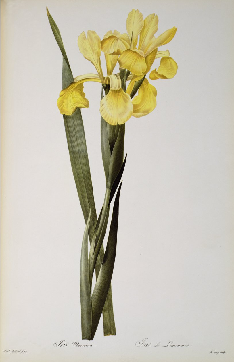 Iris Monnieri, from 