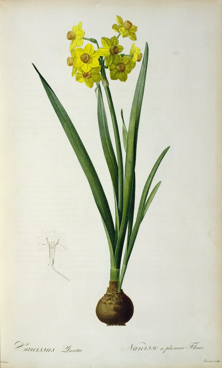 Narcissus Lazetta, from 