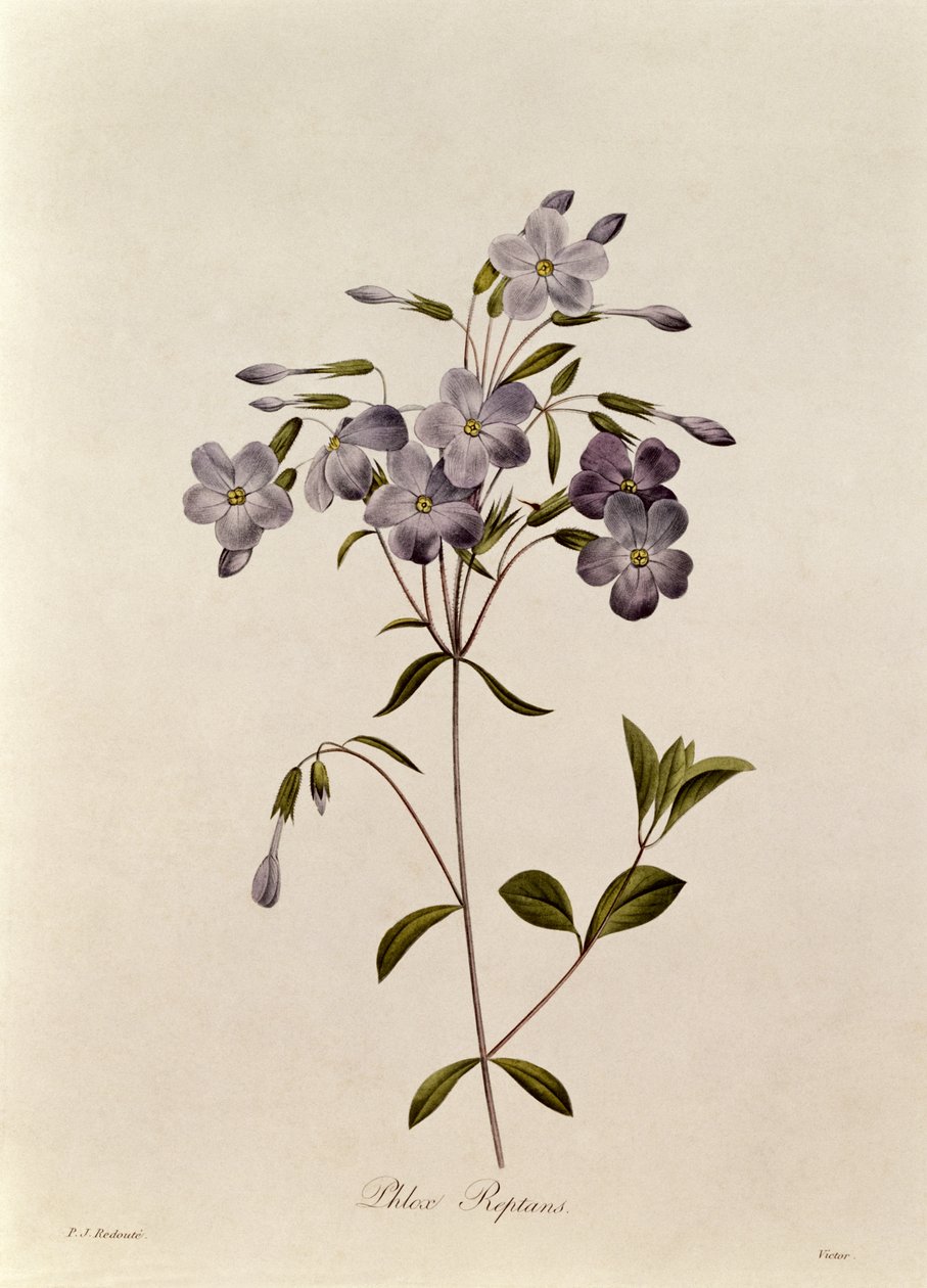 Phlox reptans by Pierre Joseph Redouté
