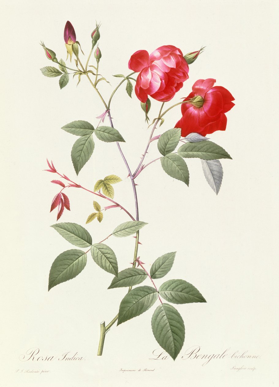 Rosa Indica by Pierre Joseph Redouté