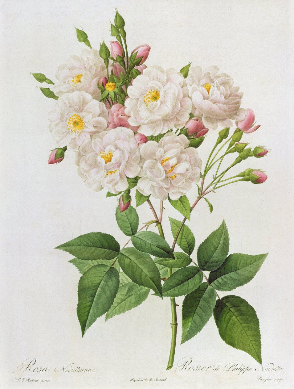 Rosa Noisettiana, from 