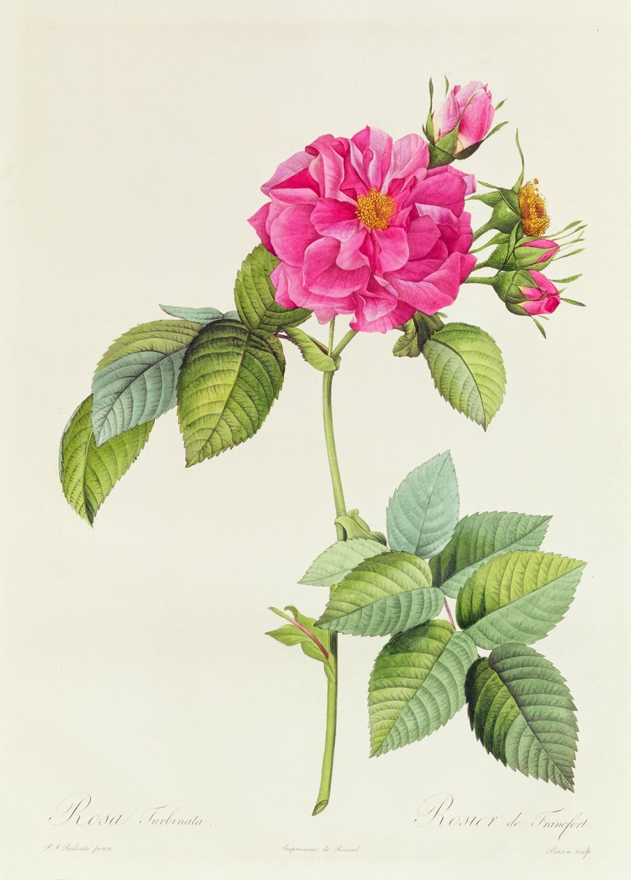Rosa Turbinata by Pierre Joseph Redouté