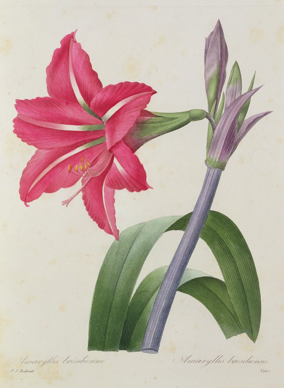Brazilian Amaryllis, engraved by Victor, from 