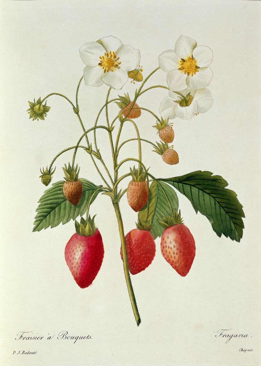 Fragaria (Strawberry), engraved by Chapuis, from 
