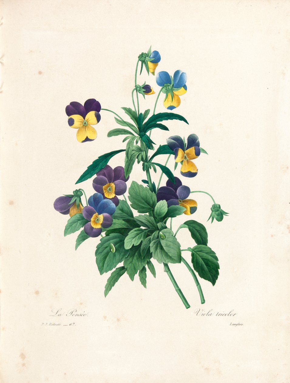 Pansy, engraved by Langlois, from 