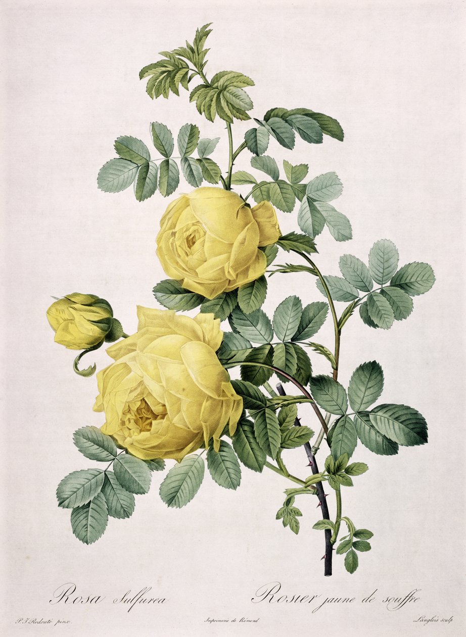 Rosa Sulfurea, Engraved by Langlois, from 