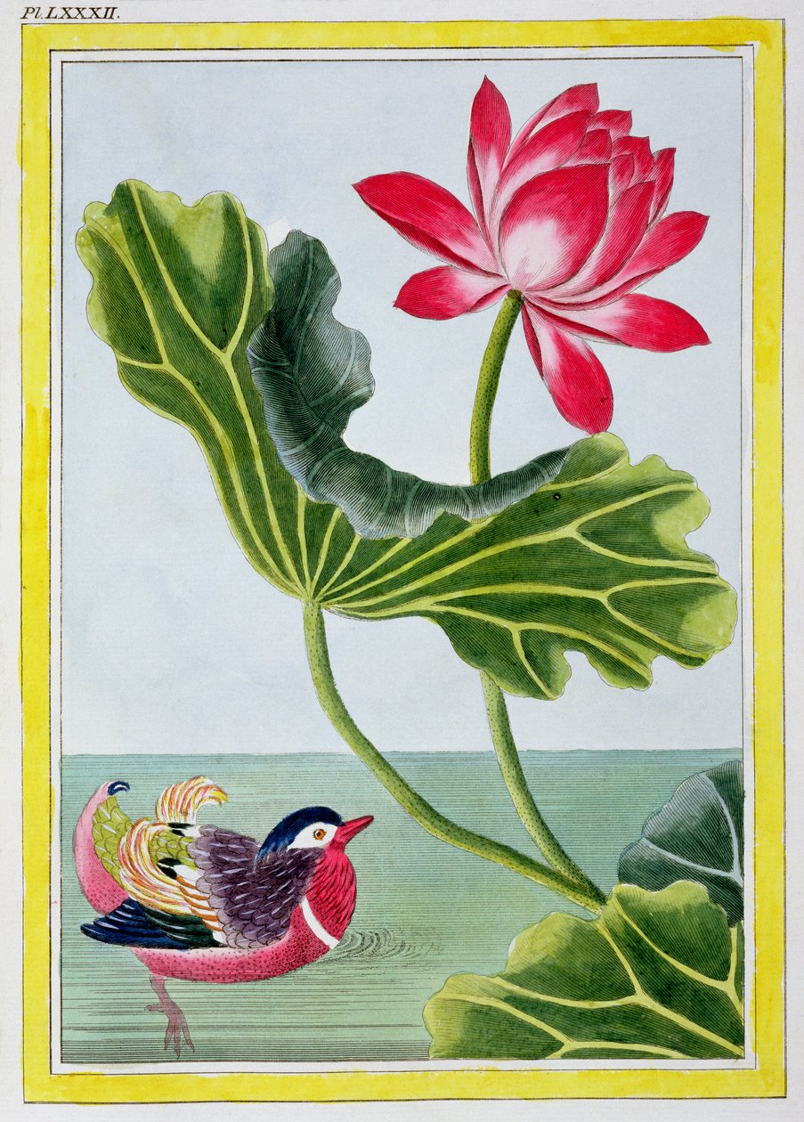 Chinese Red Water Lily, Volume I, Plate 82, from 