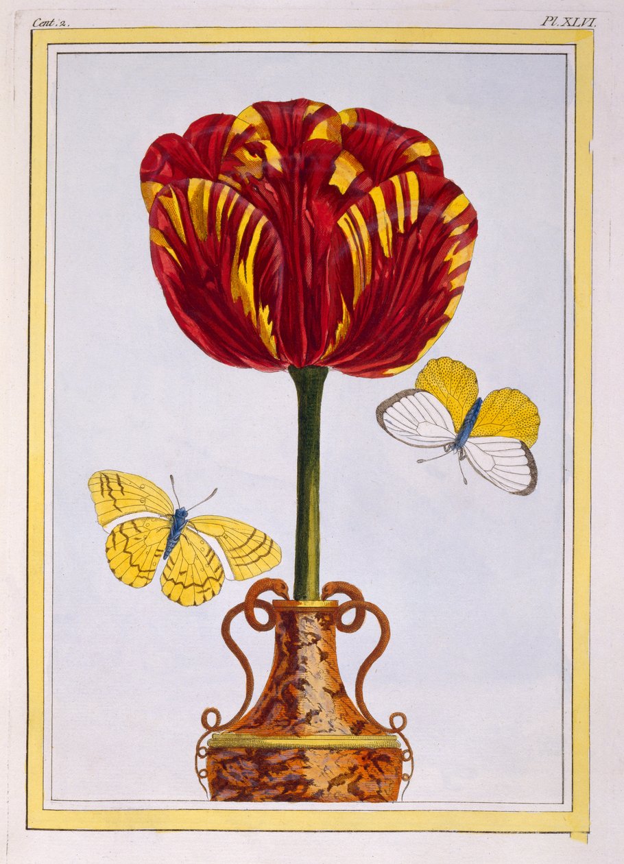 Tulip 