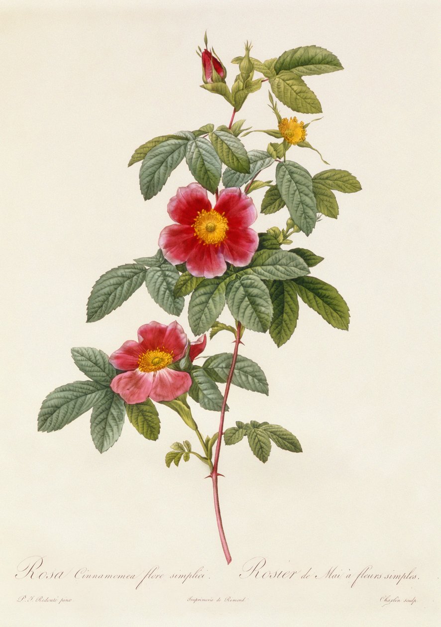 Rosa Cinnamomea Flore Simplici by Pierre Joseph Redouté