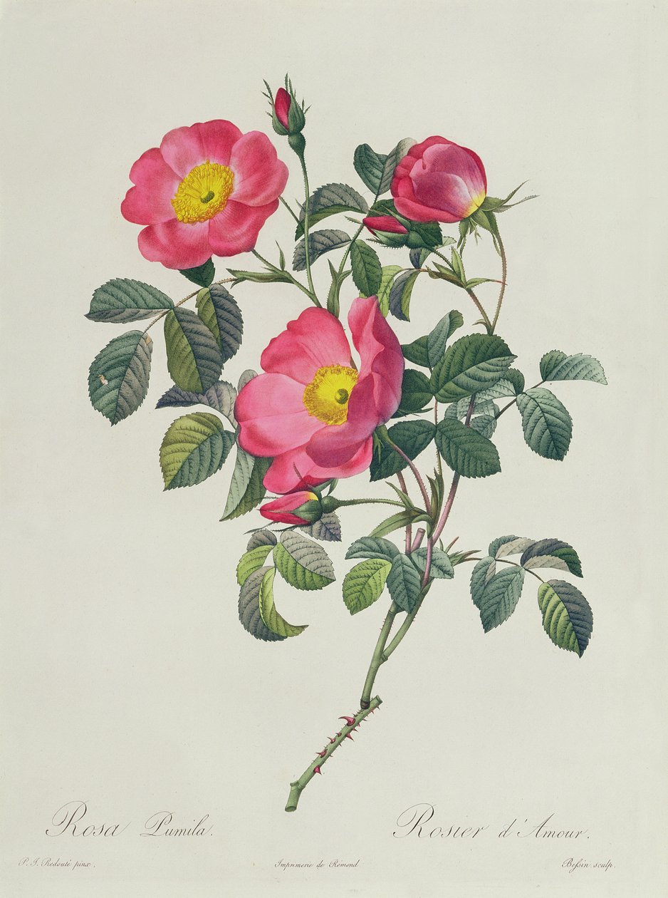 Rosa Lumila by Pierre Joseph Redouté