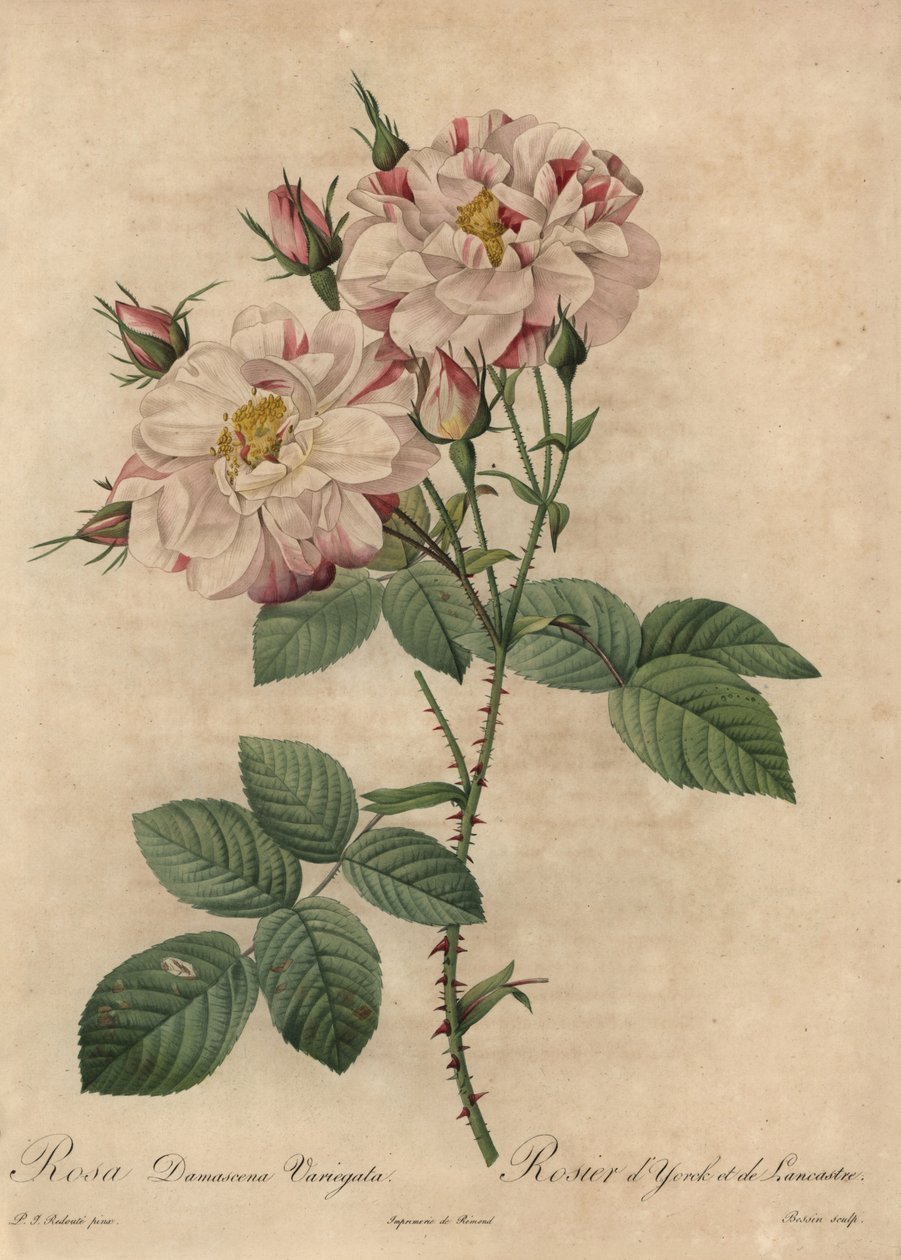 Pink and white Damask rose, Rosa damascena by Pierre Joseph Redouté