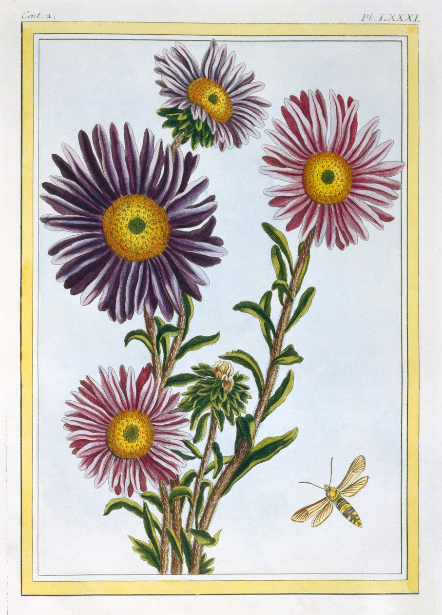 La Reine Marguerite Aster, pub. 1776 by Pierre Joseph Buchoz