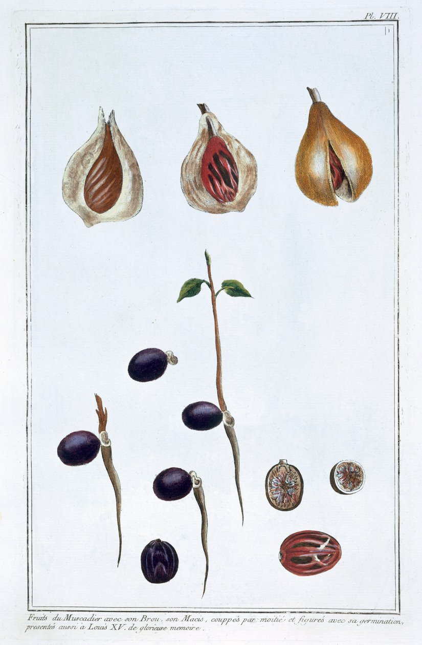 Nutmeg by Pierre Joseph Buchoz