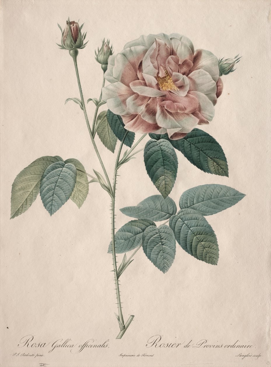 The Roses: Rosa Gallica by Pierre Joseph Redouté