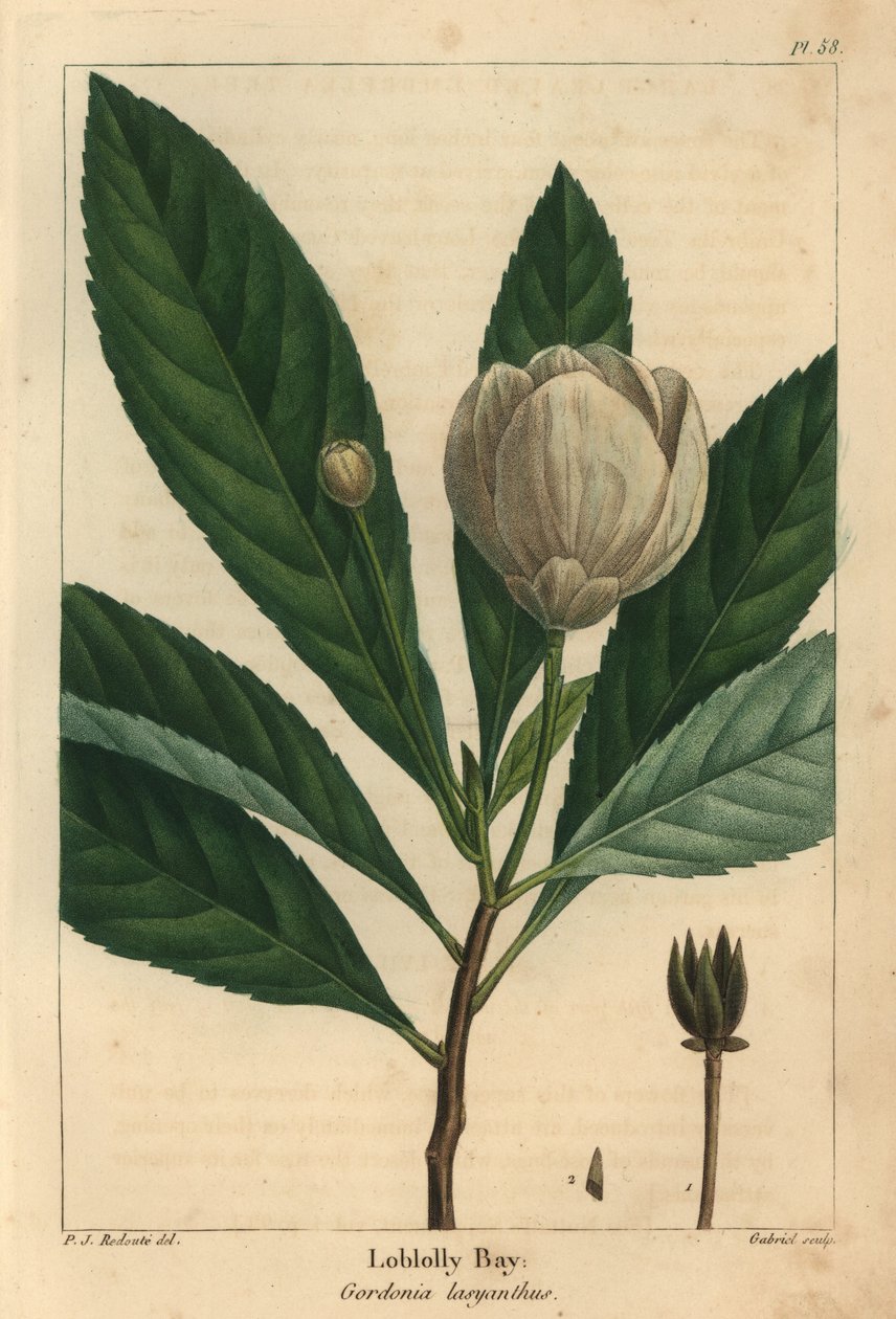 Loblolly Bay, Gordonia Lasyanthus by Pierre Joseph Redouté