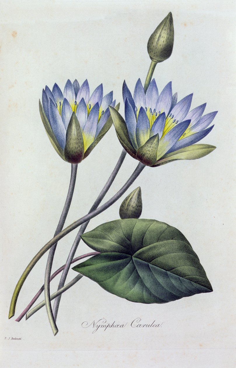 Nymphea Caerulea by Pierre Joseph Redouté