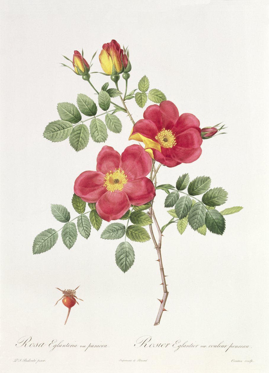 Rosa Eglantera Punicea by Pierre Joseph Redouté