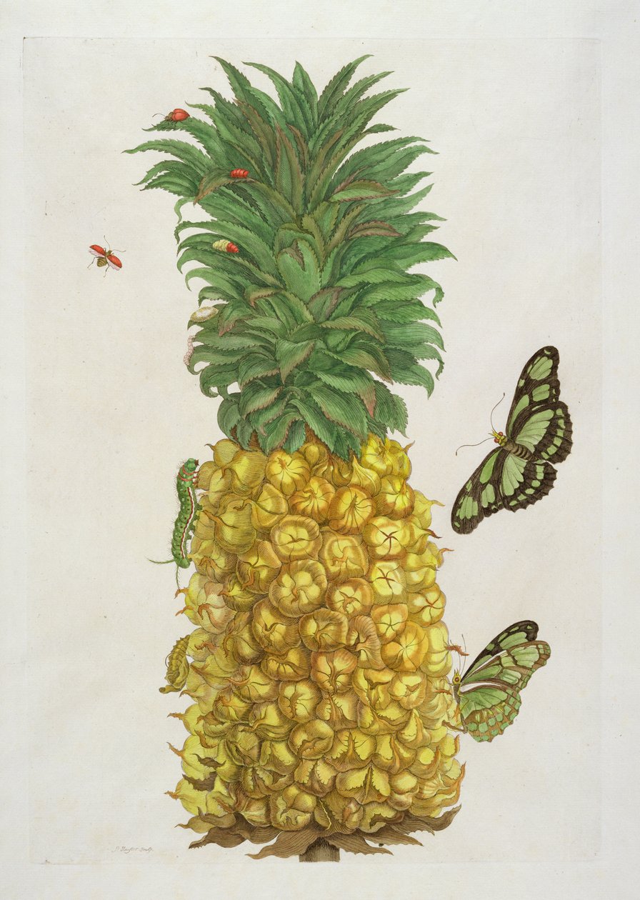 Pineapple with caterpillar and butterflies by Pieter Sluiter or Sluyter