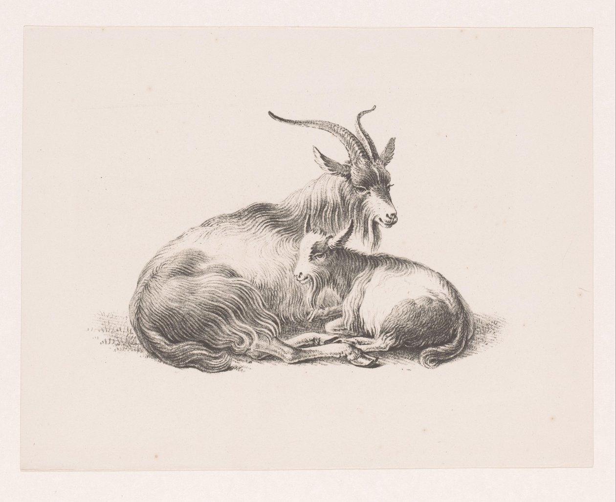 Buck and a Goat by Pieter Bartholomeusz. Barbiers