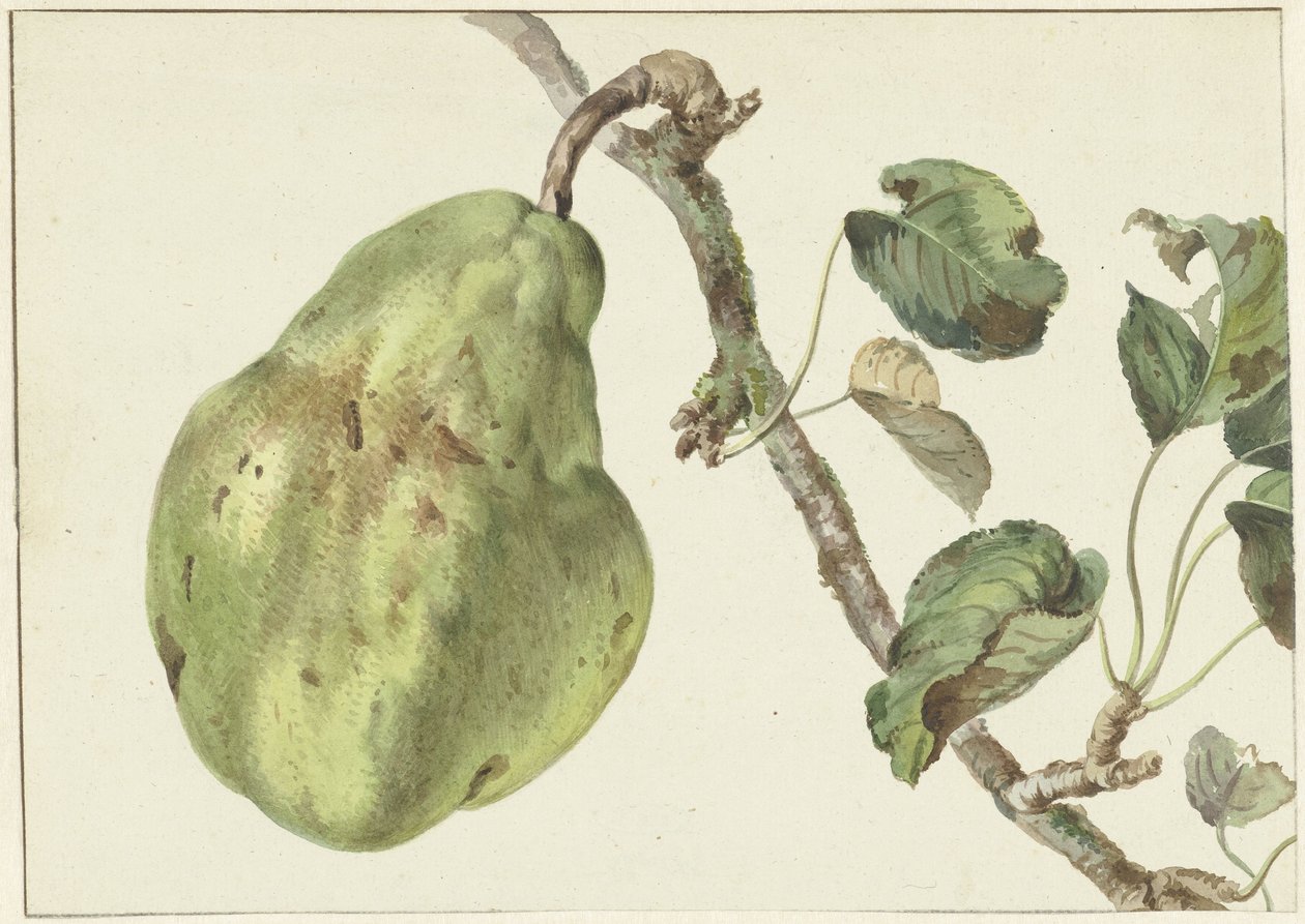 Pear on a Branch by Pieter Gevers