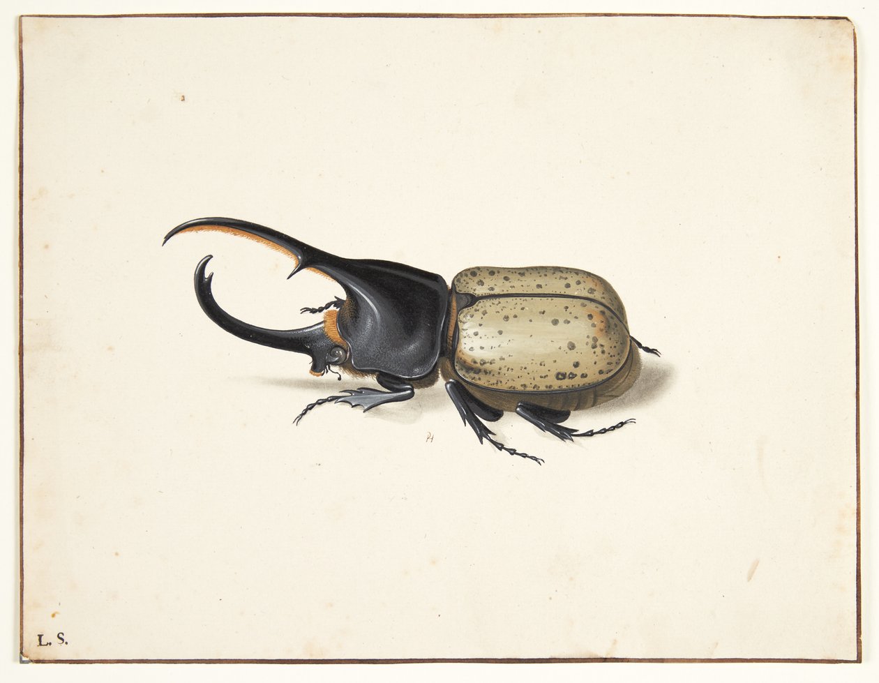 A Hercules beetle (dynastes hercules) by Pieter Holsteijn