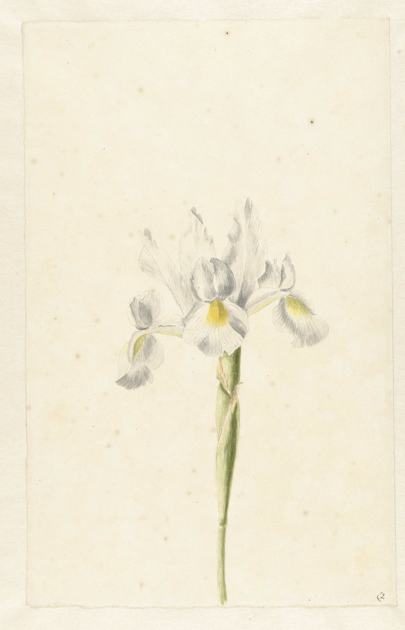 White Iris (Iris albicans) by Pieter Withoos (circle of)