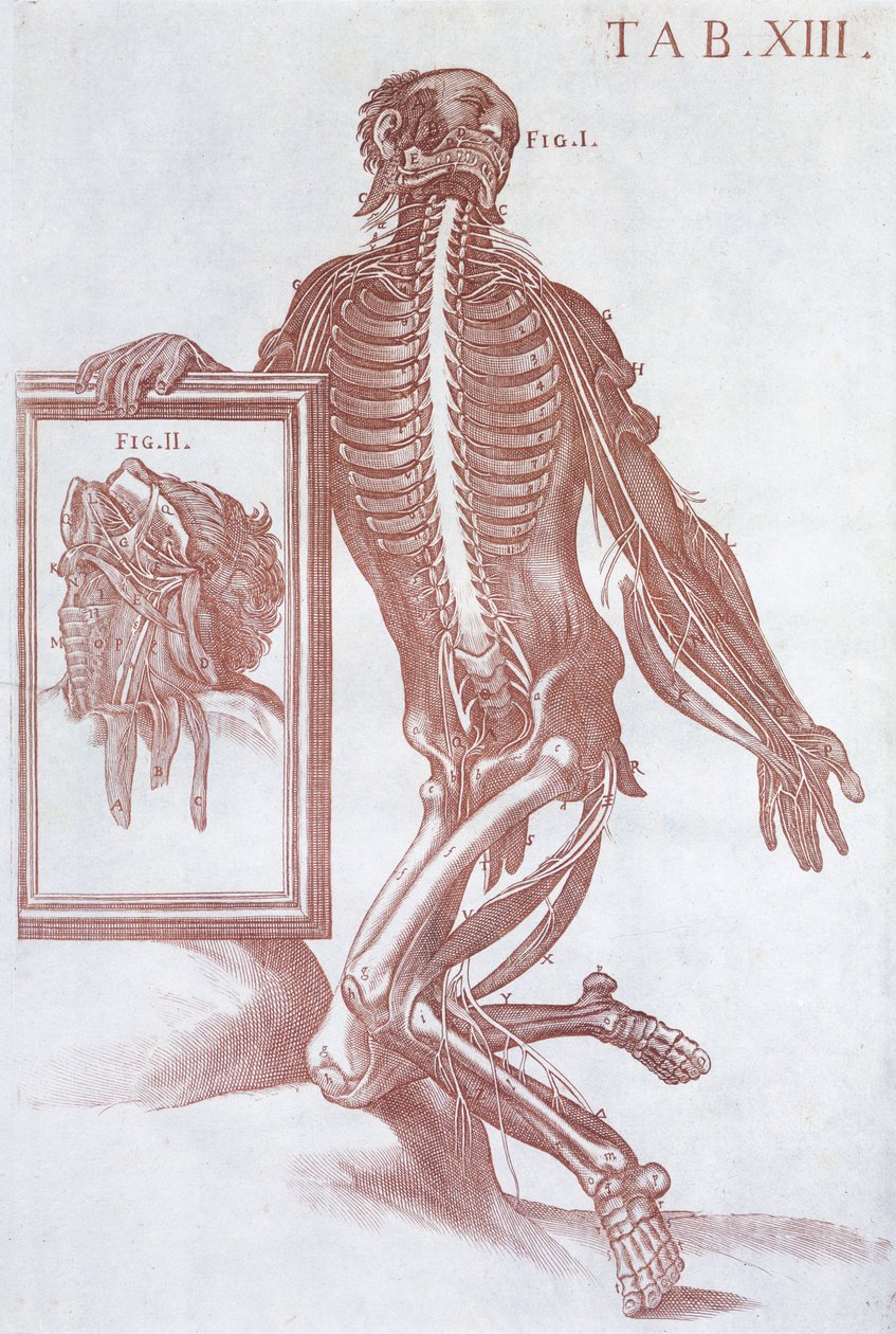 Anatomical Figure, from 