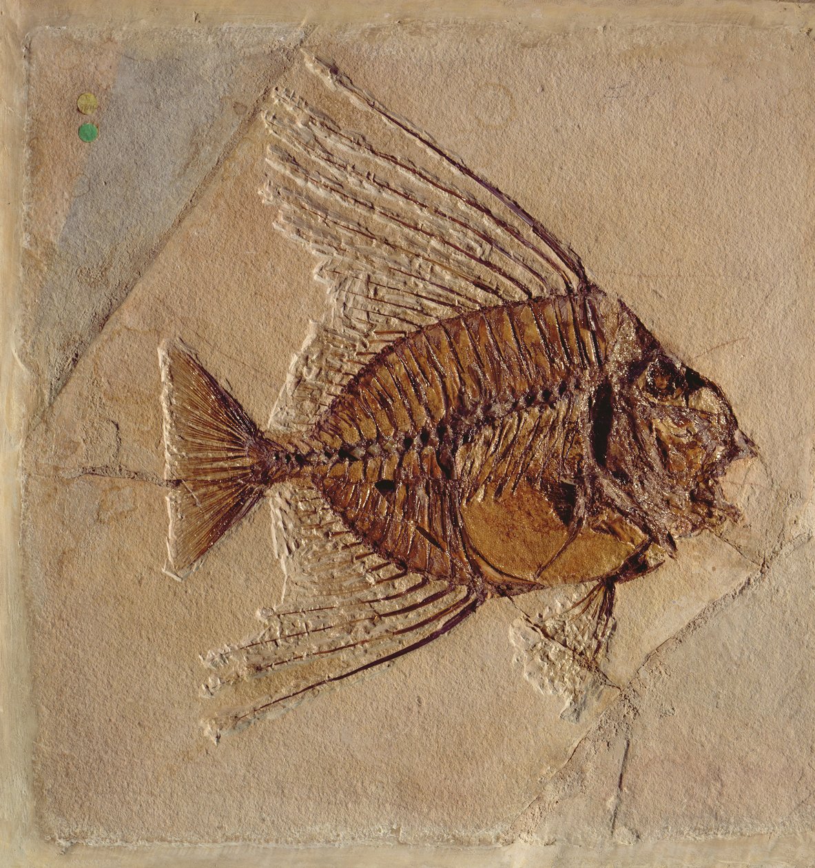 Fish (fossil) by Prehistoric