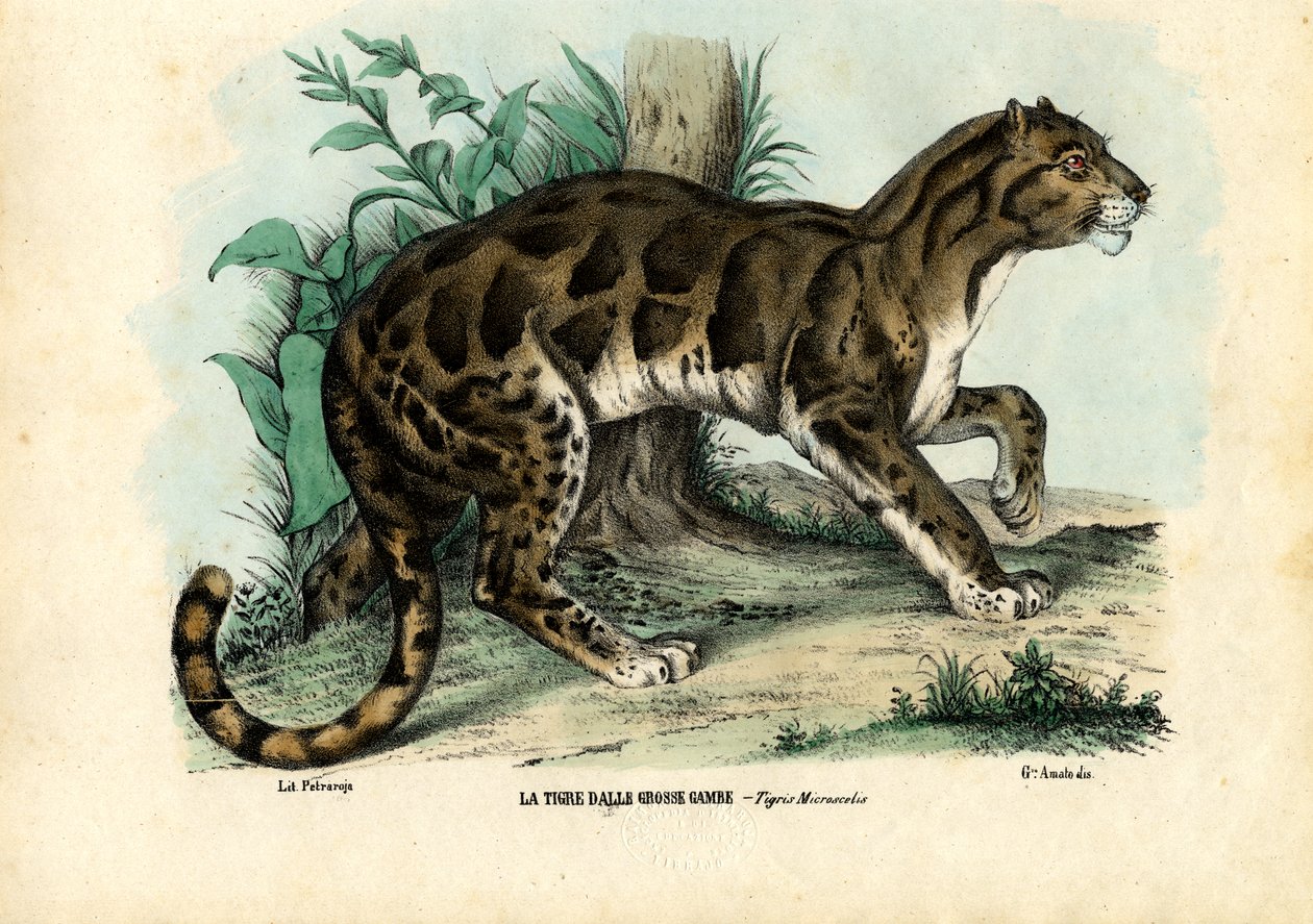 Clouded Leopard by Raimundo Petraroja