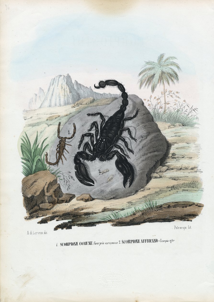 Crustaceans, 1863-79 by Raimundo Petraroja