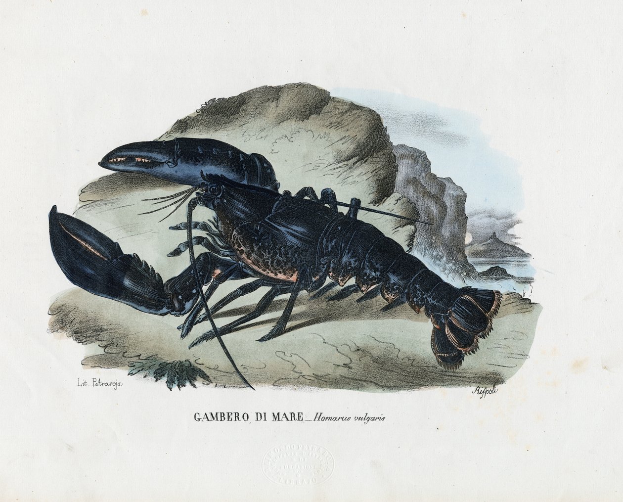 Crustaceans by Raimundo Petraroja