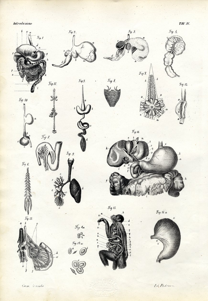 Digestive Organs, 1863-79 by Raimundo Petraroja