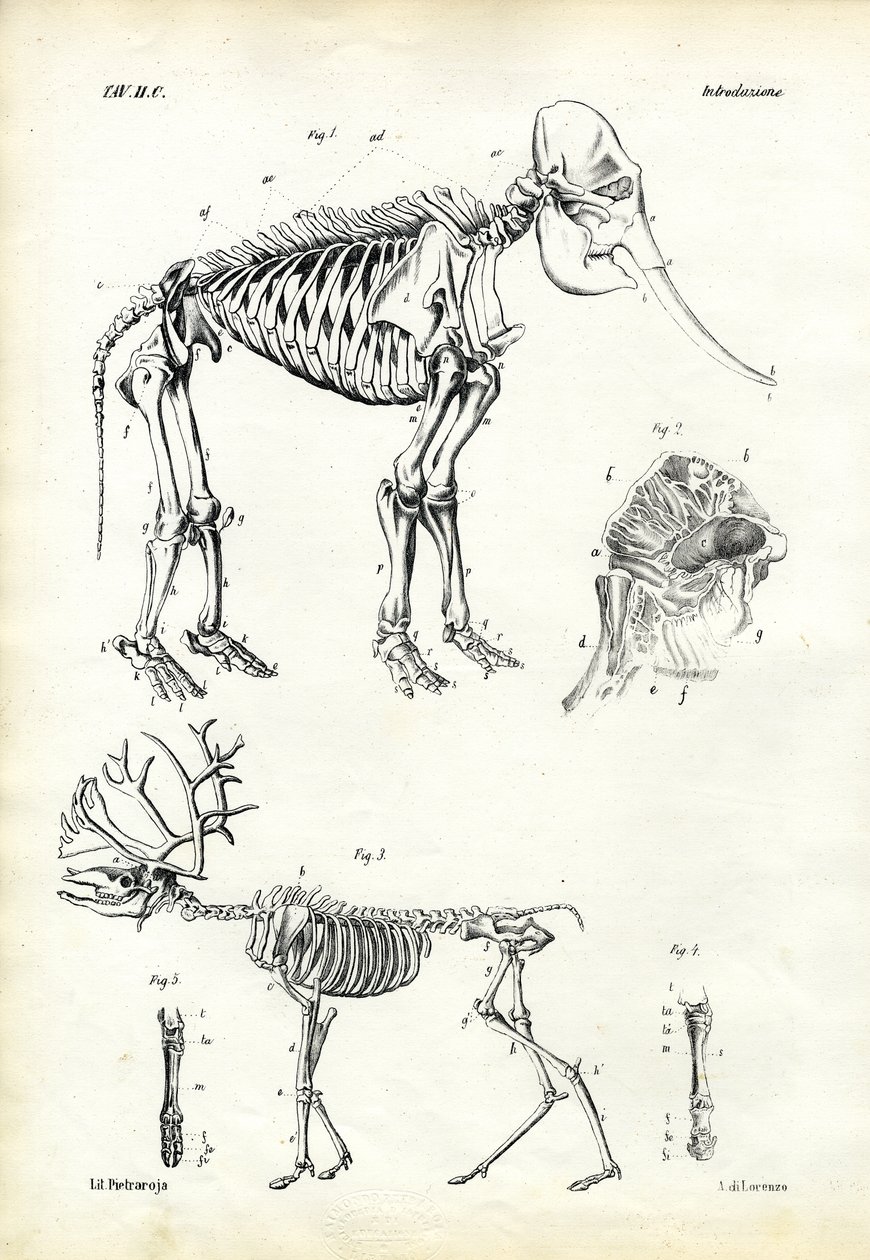 Elephant by Raimundo Petraroja