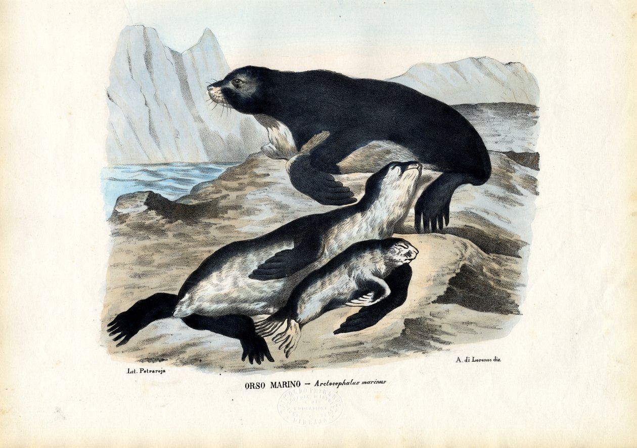 Fur Seal, 1863-79 by Raimundo Petraroja