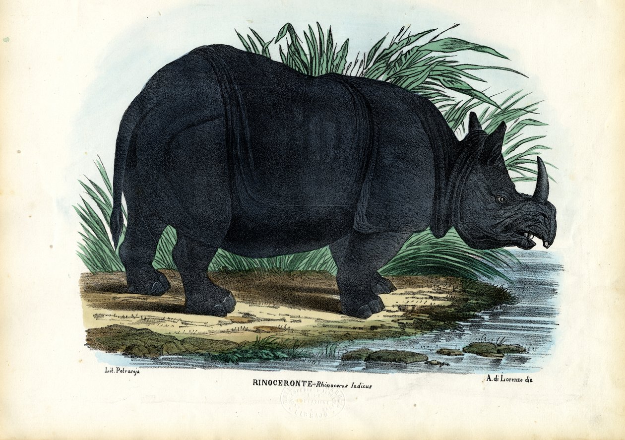 Greater One-Horned Rhinoceros by Raimundo Petraroja