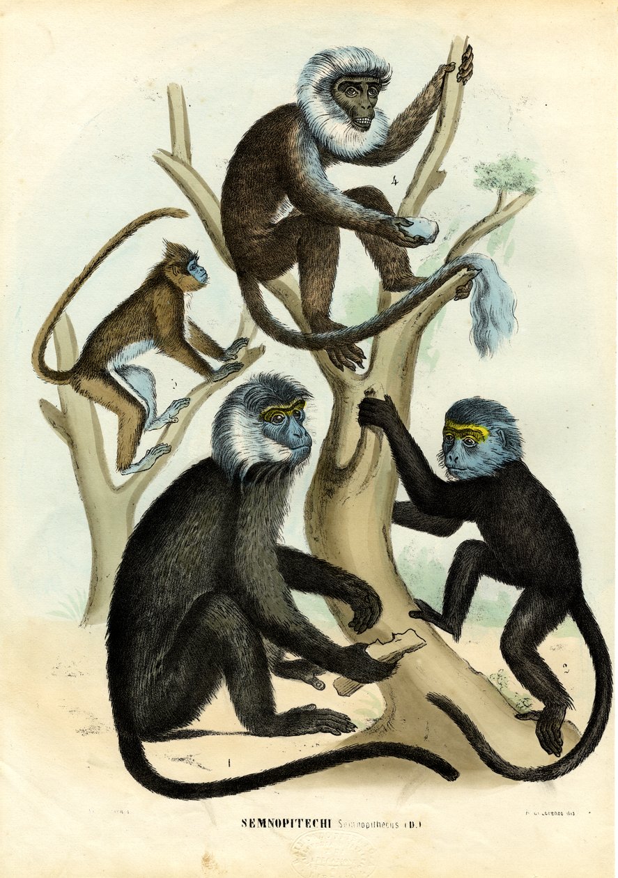 Langurs by Raimundo Petraroja